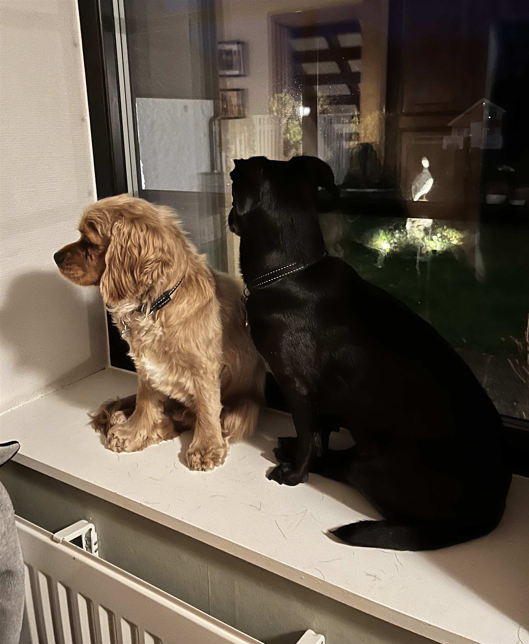 Dahlia och Stella.jpeg