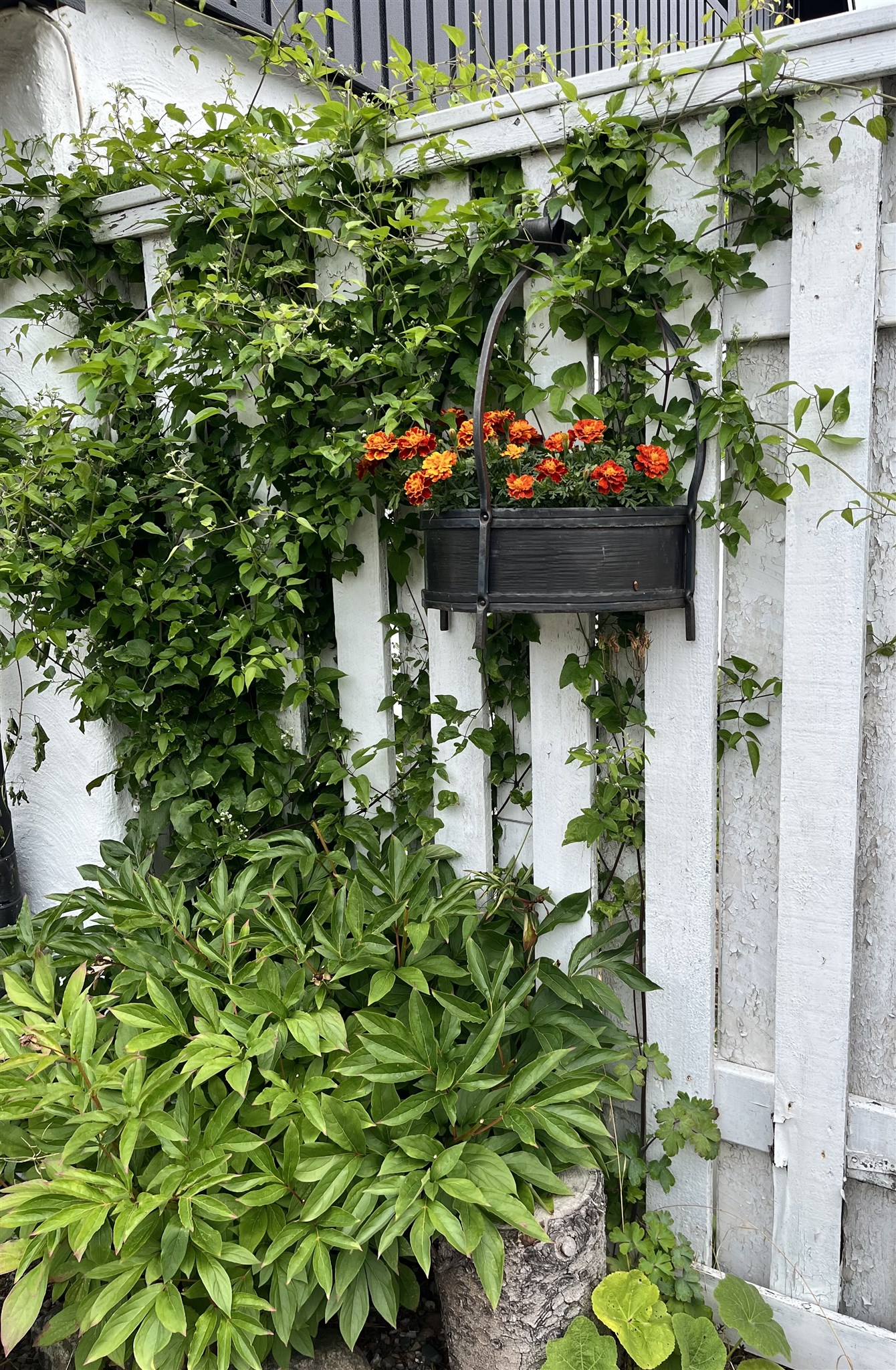 aplklematis o tagetes.jpeg