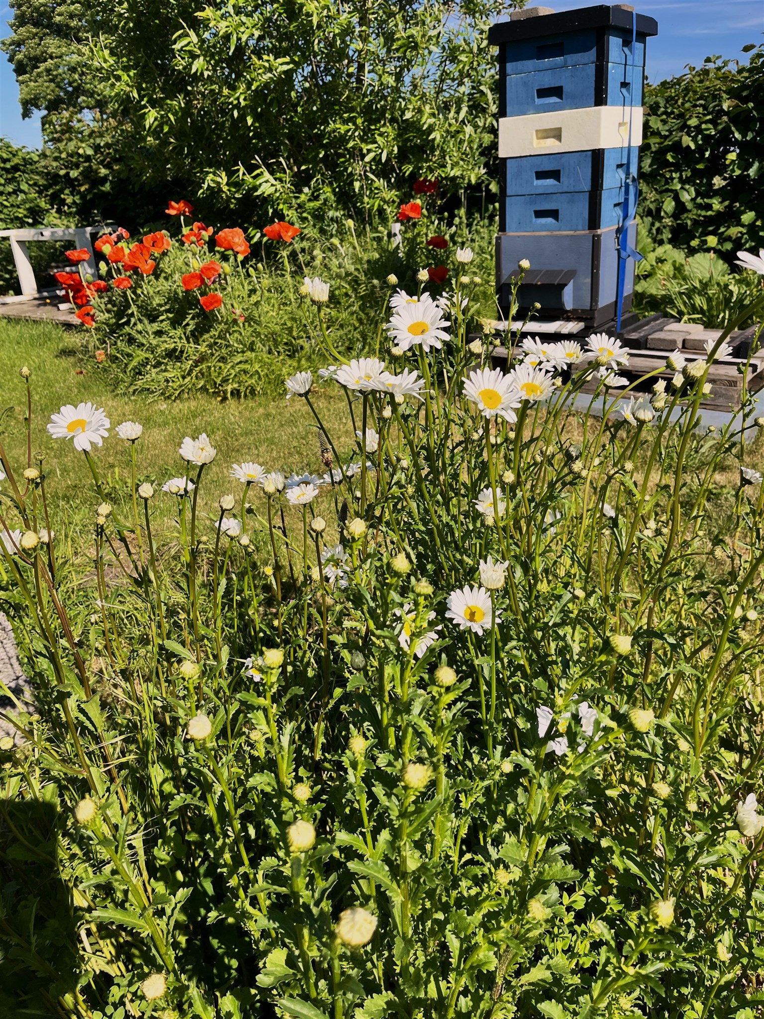 blommor och bin.jpg
