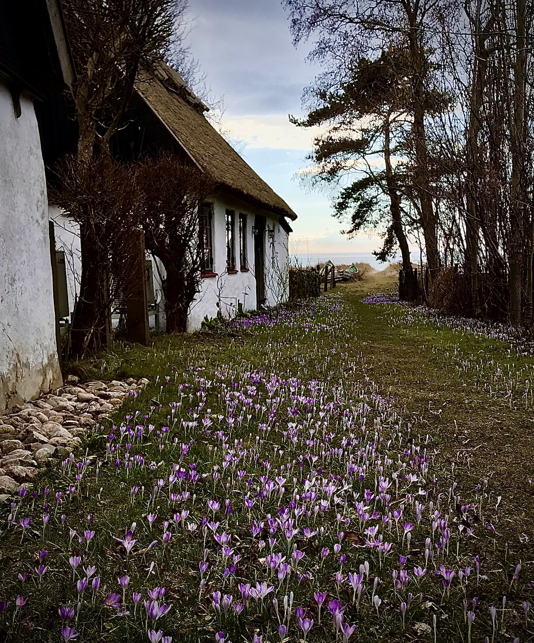 böste blommar.jpg