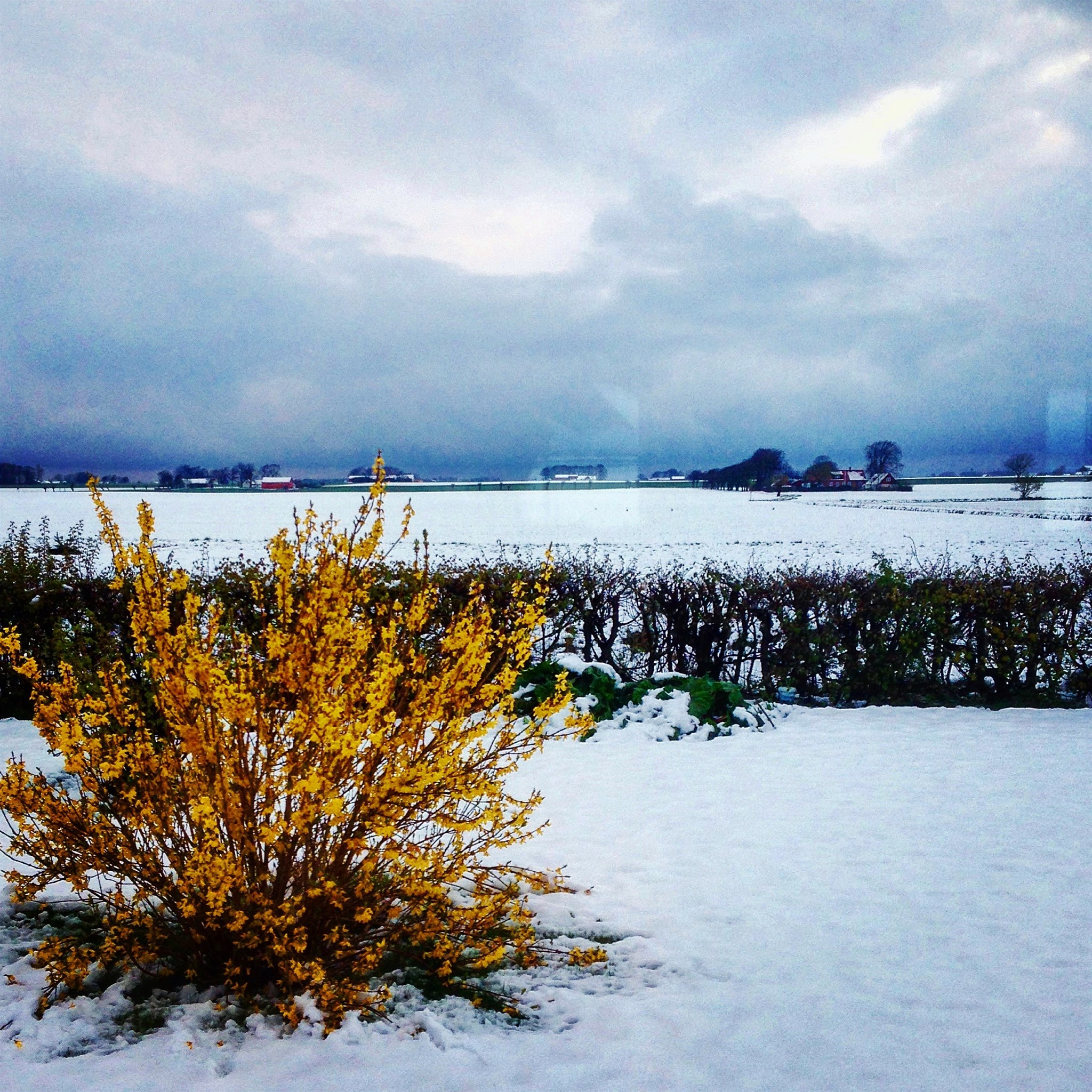 forsythia i snöväder.JPG