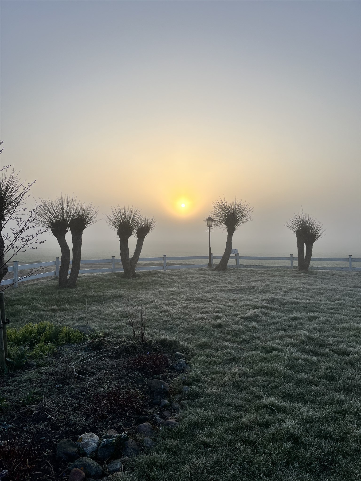 frost i maj.jpeg