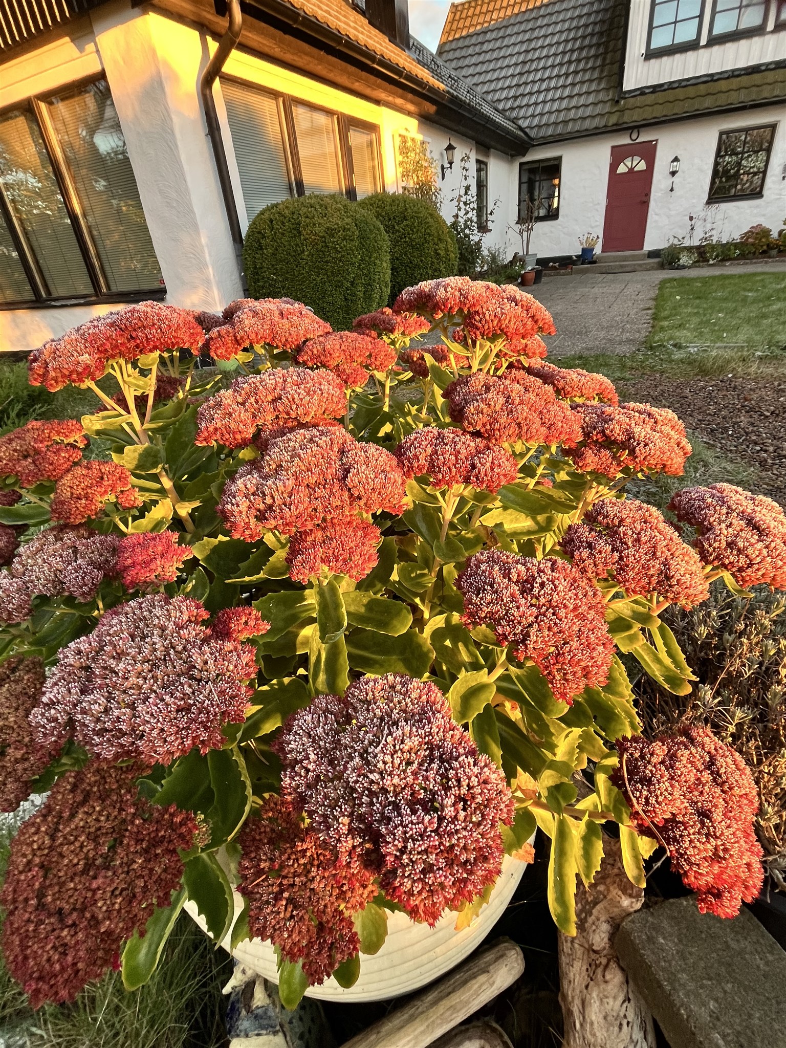 första frosten.jpeg