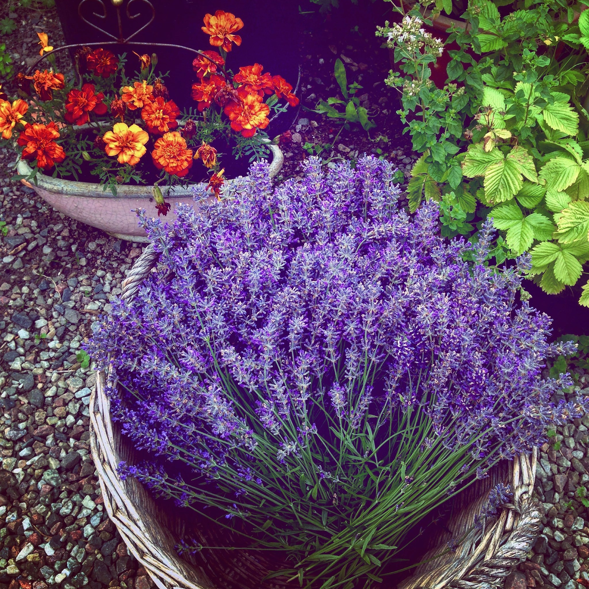 grann lavendel.JPG