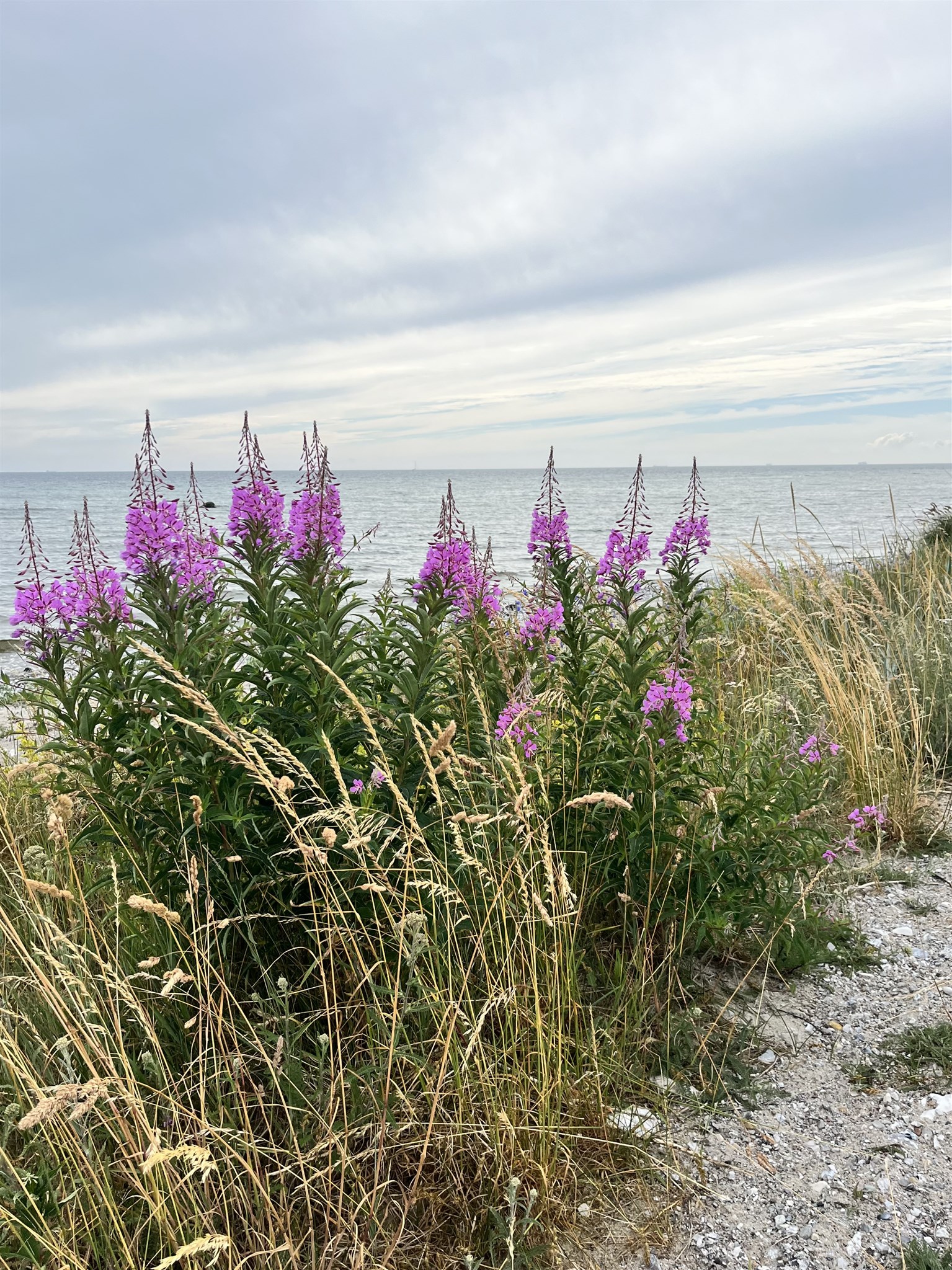 grann strand 26.jpeg