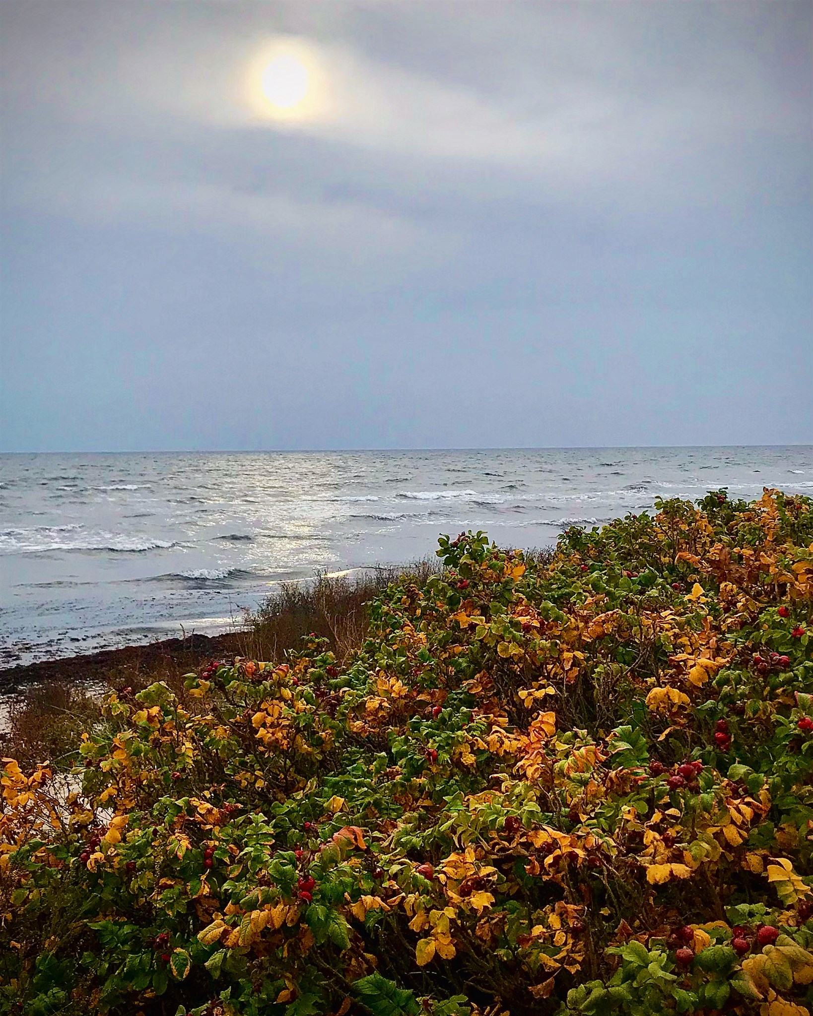 höst vid havet 22.JPG