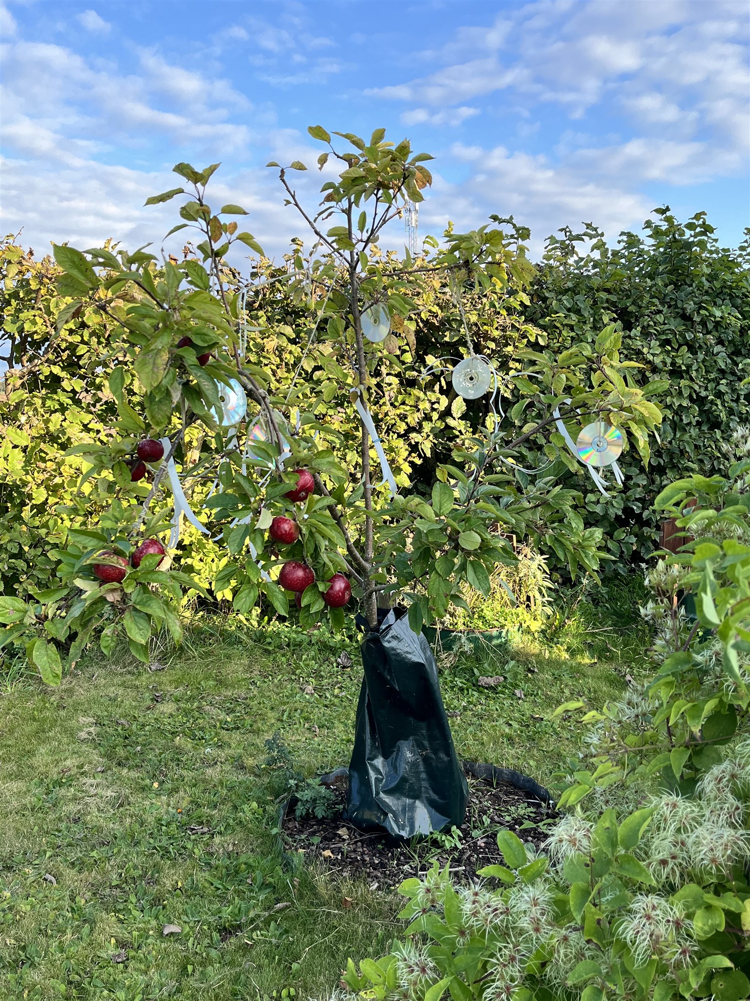 ingrid marie 25.jpeg