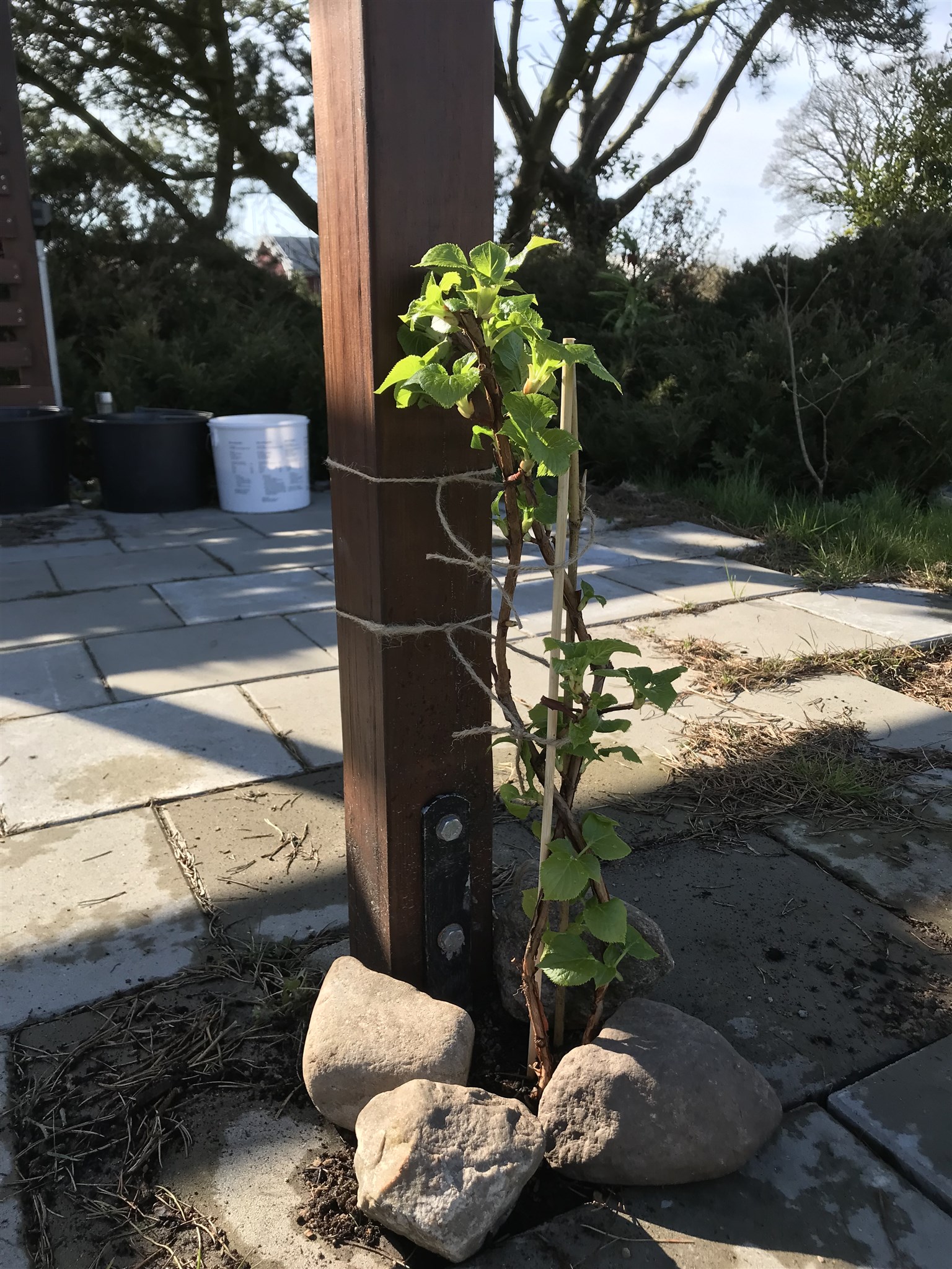 klätterhortensia pergola23.jpg