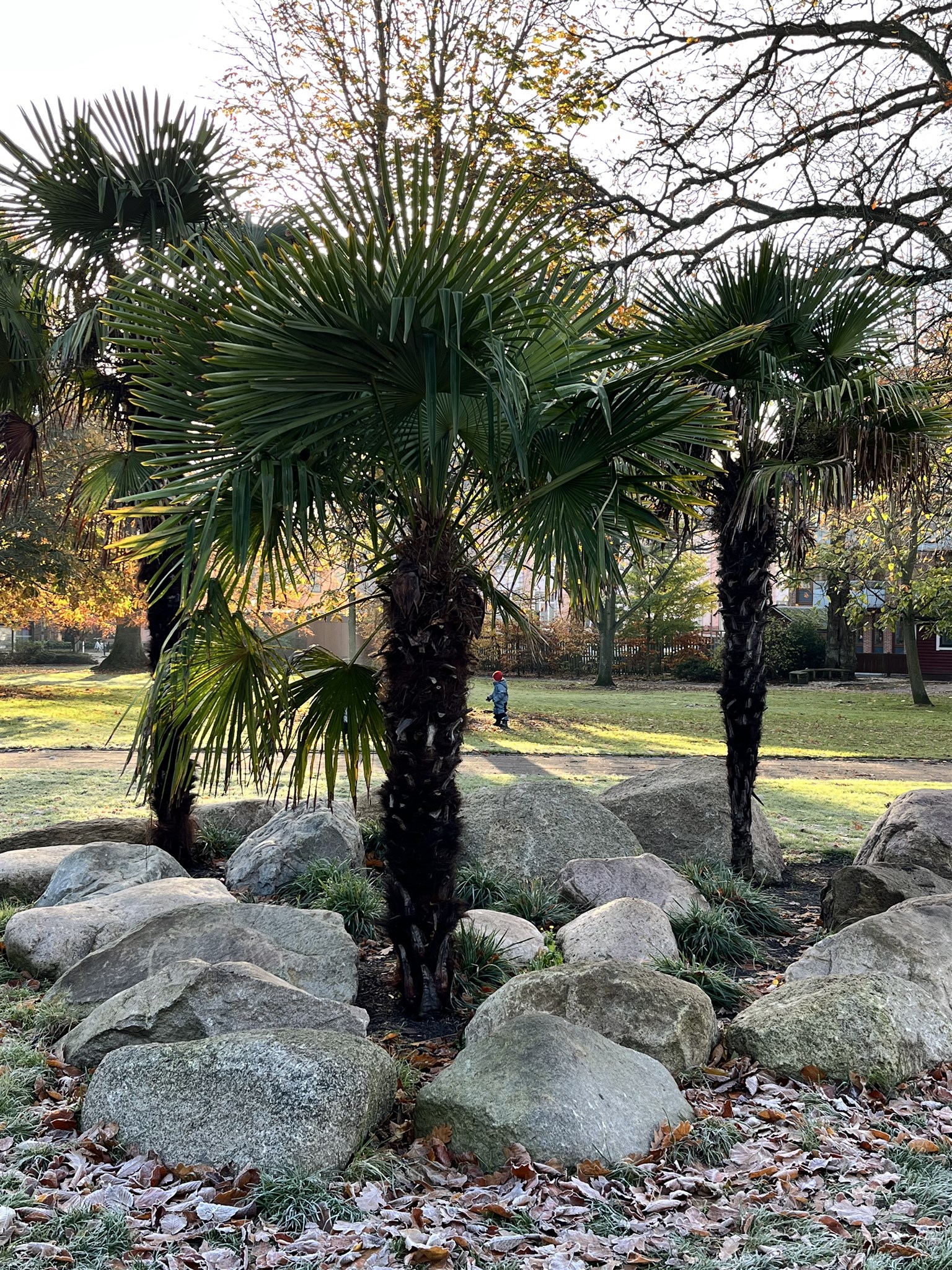 palmer i parken.jpeg