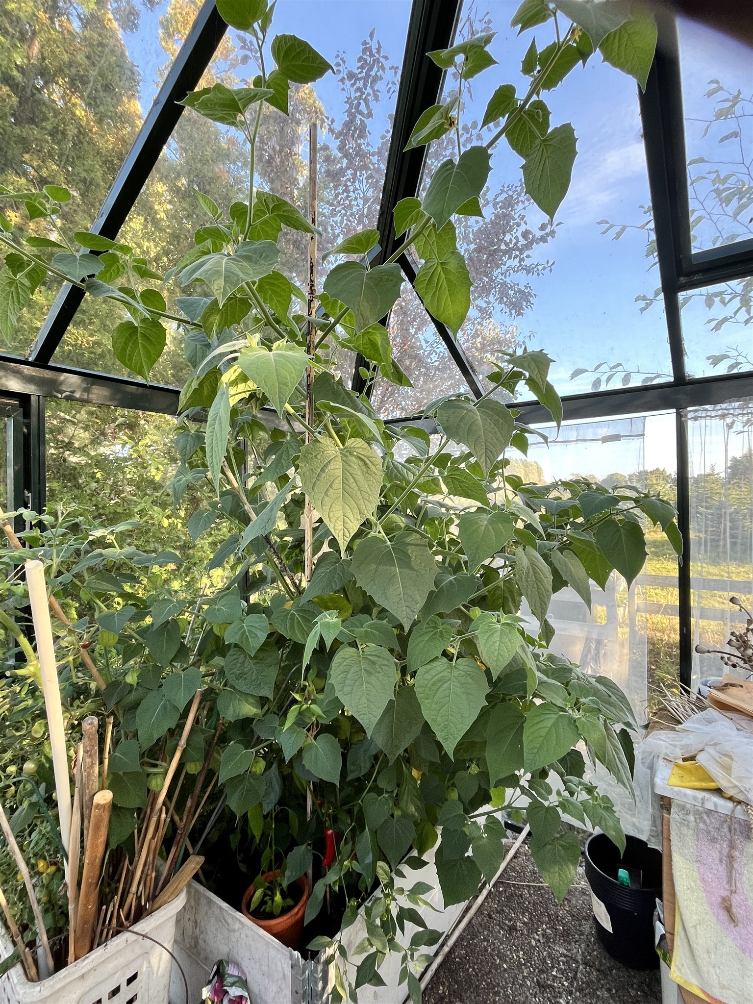 physalis.jpeg