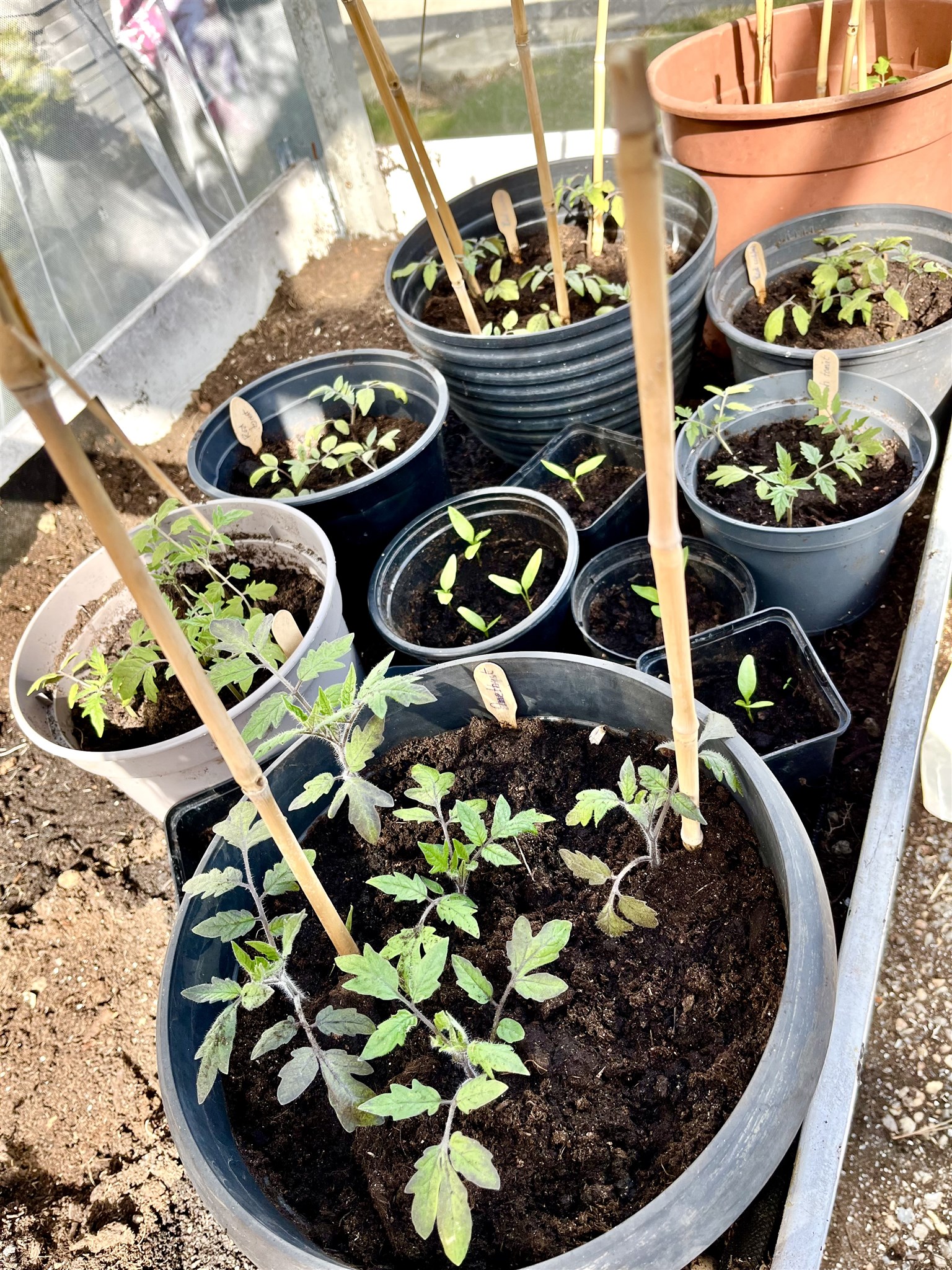 plantor apr växthus 25.jpg