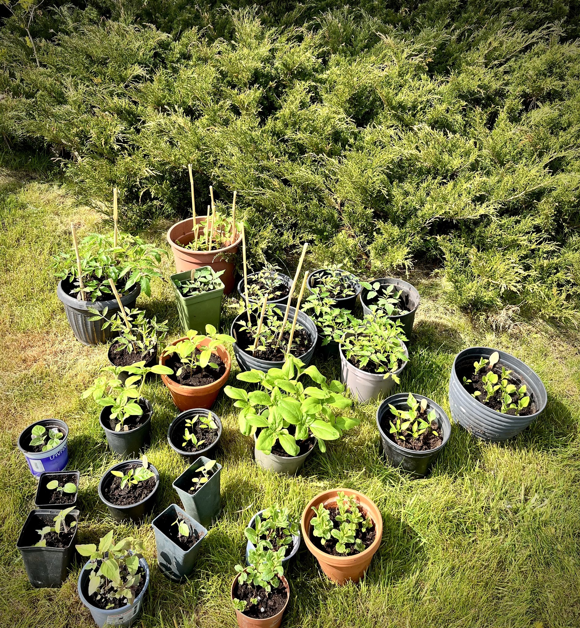 plantor på luftning.jpg