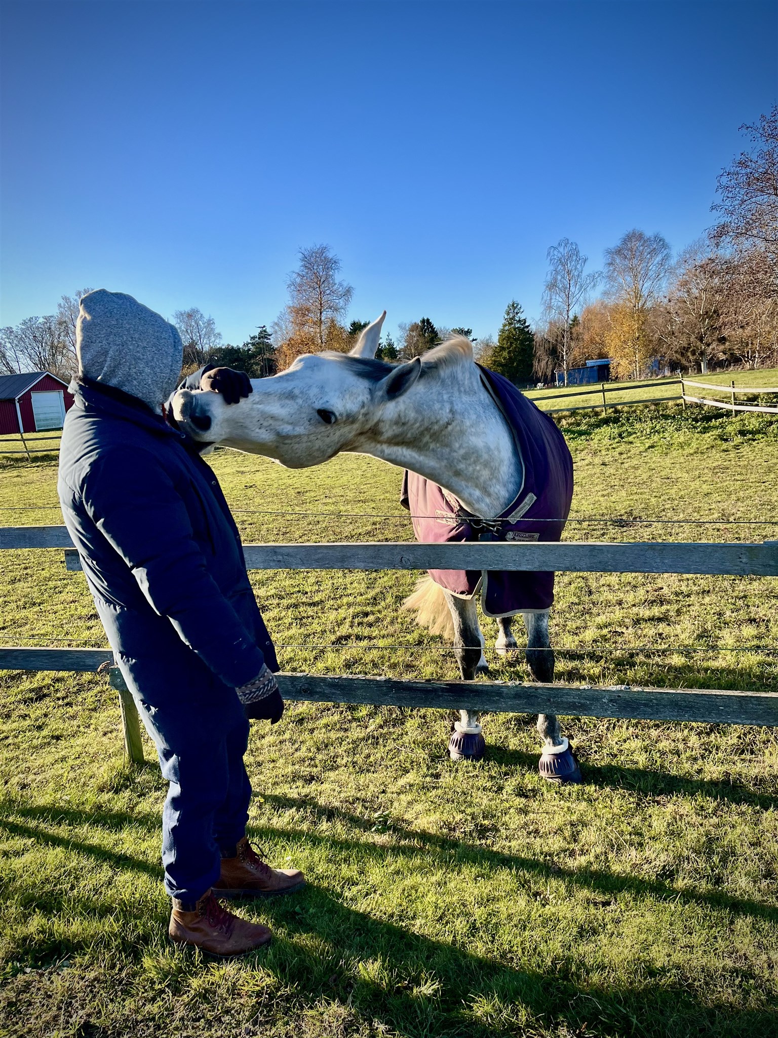 pussande häst med skor.jpeg