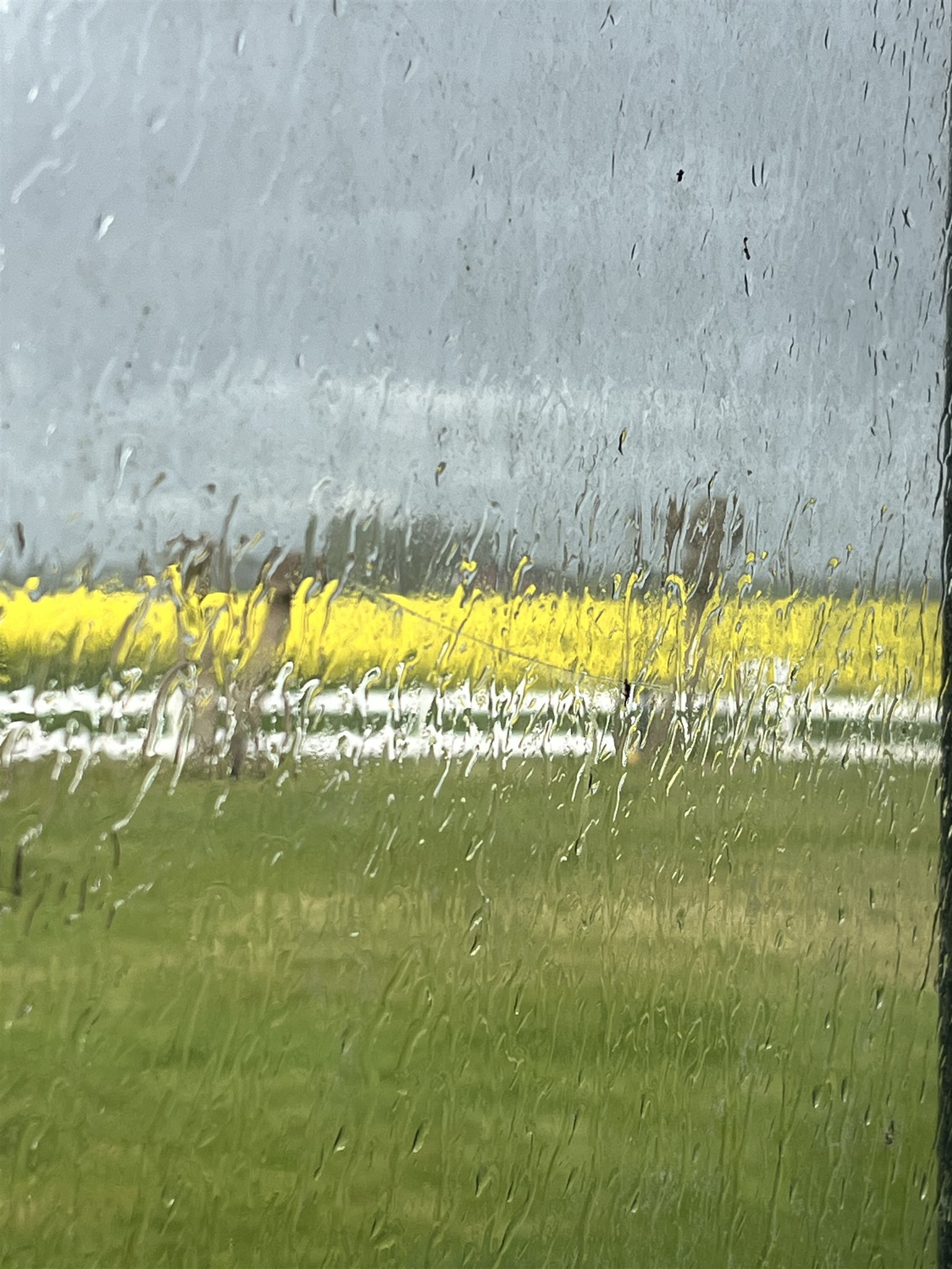 regnbåge maj 25 2.jpg