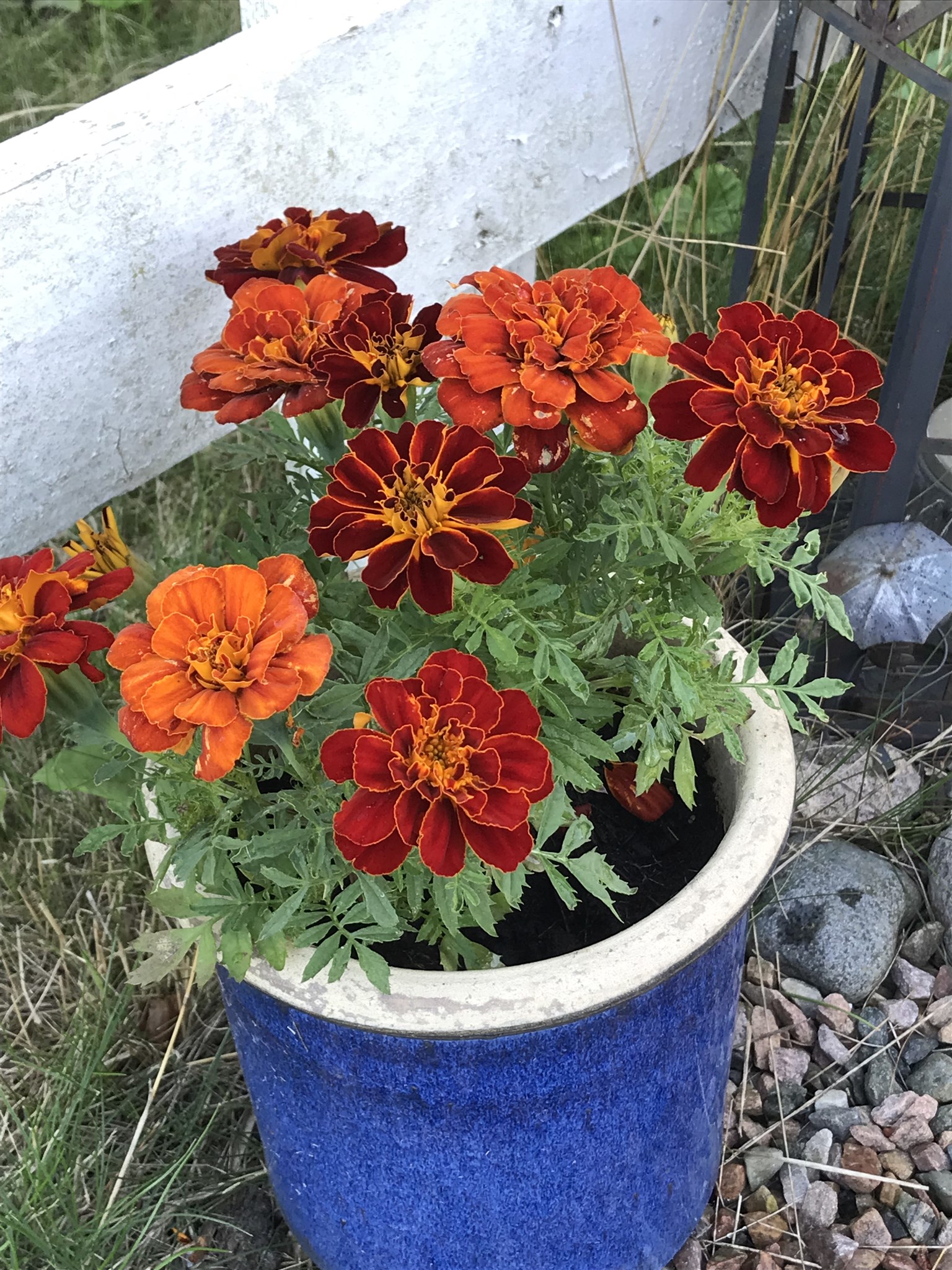 tagetes i massor.jpg