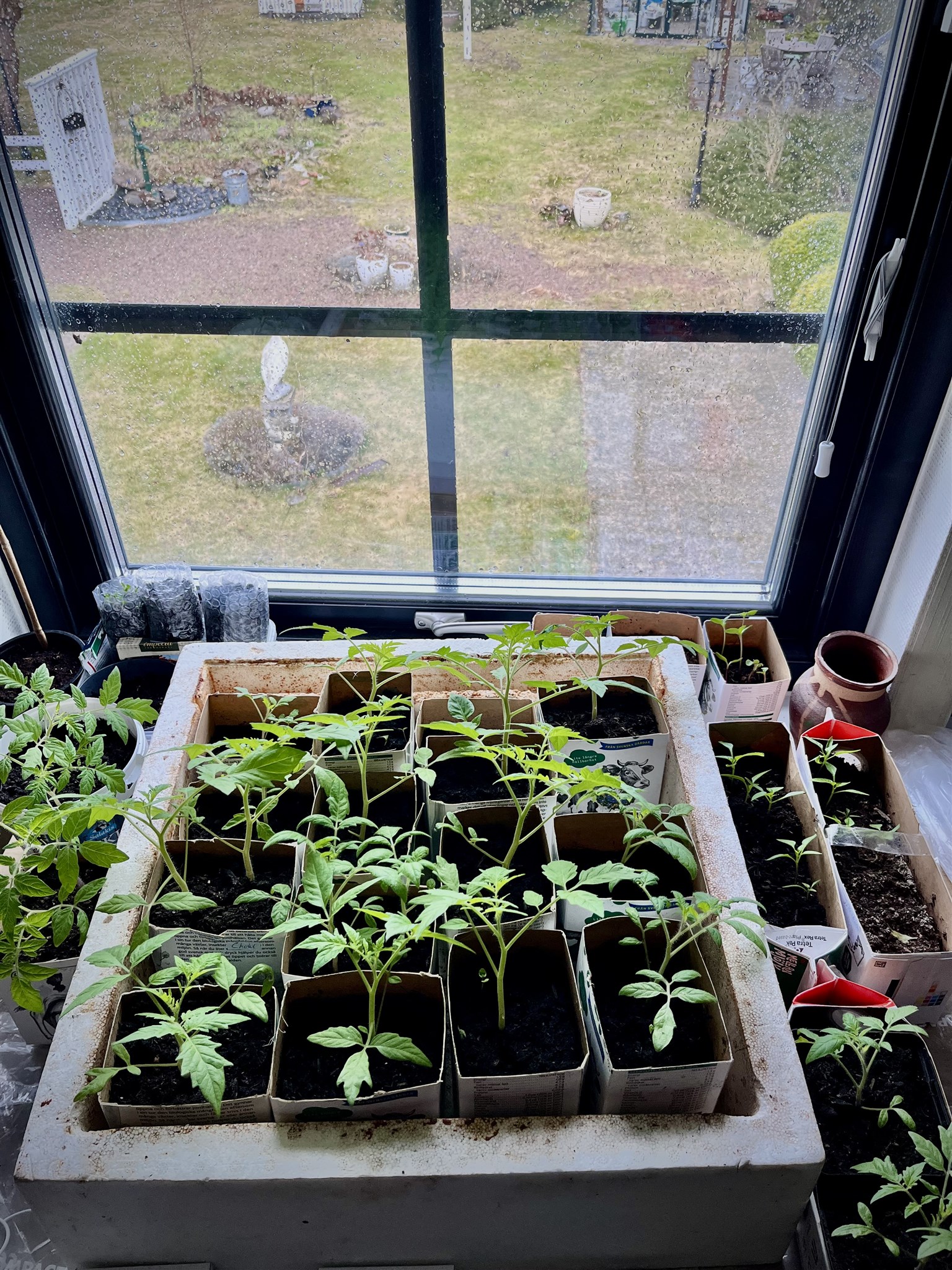 tomater på g 26.jpeg