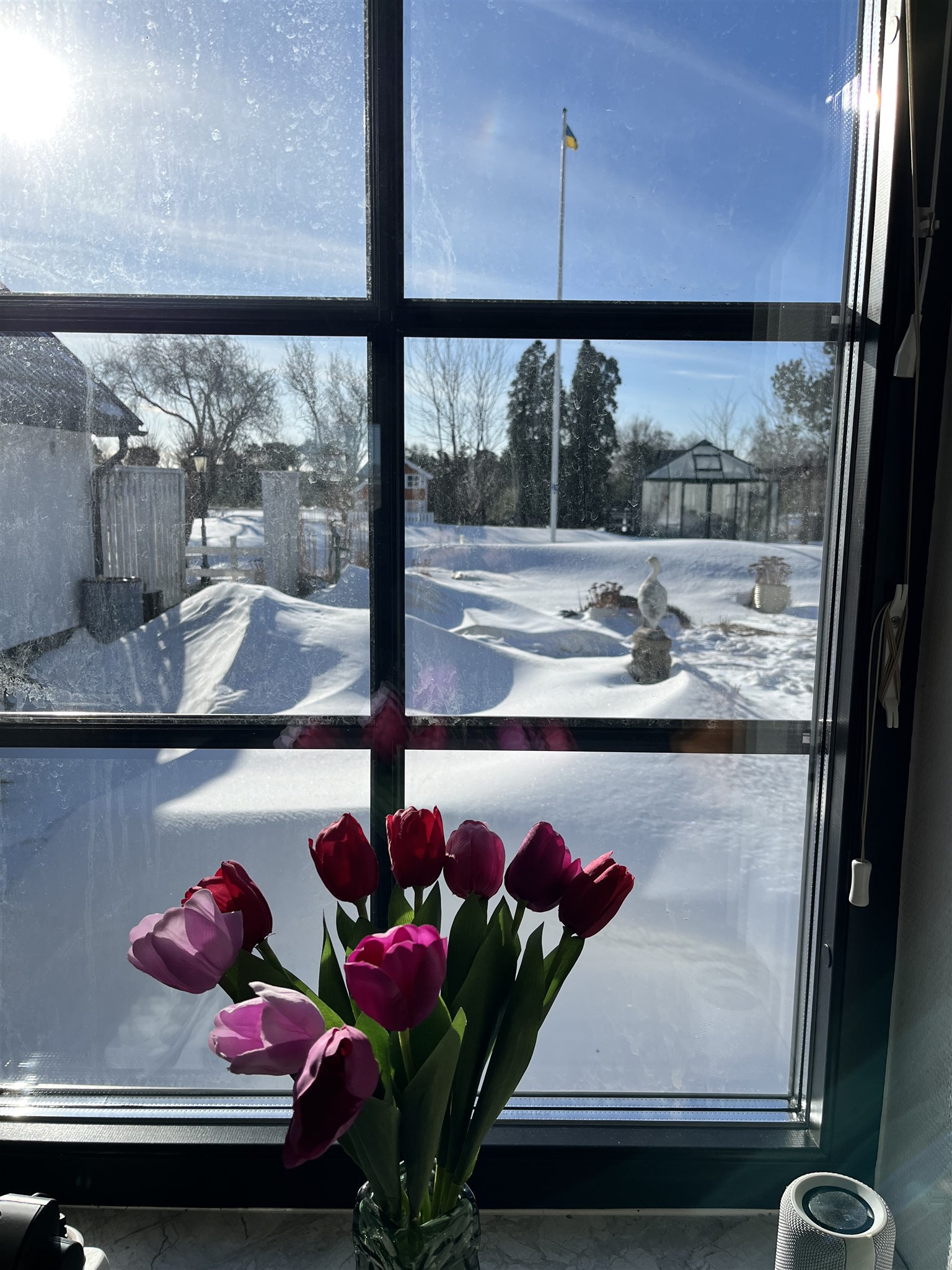 tulpaner o snö.jpeg