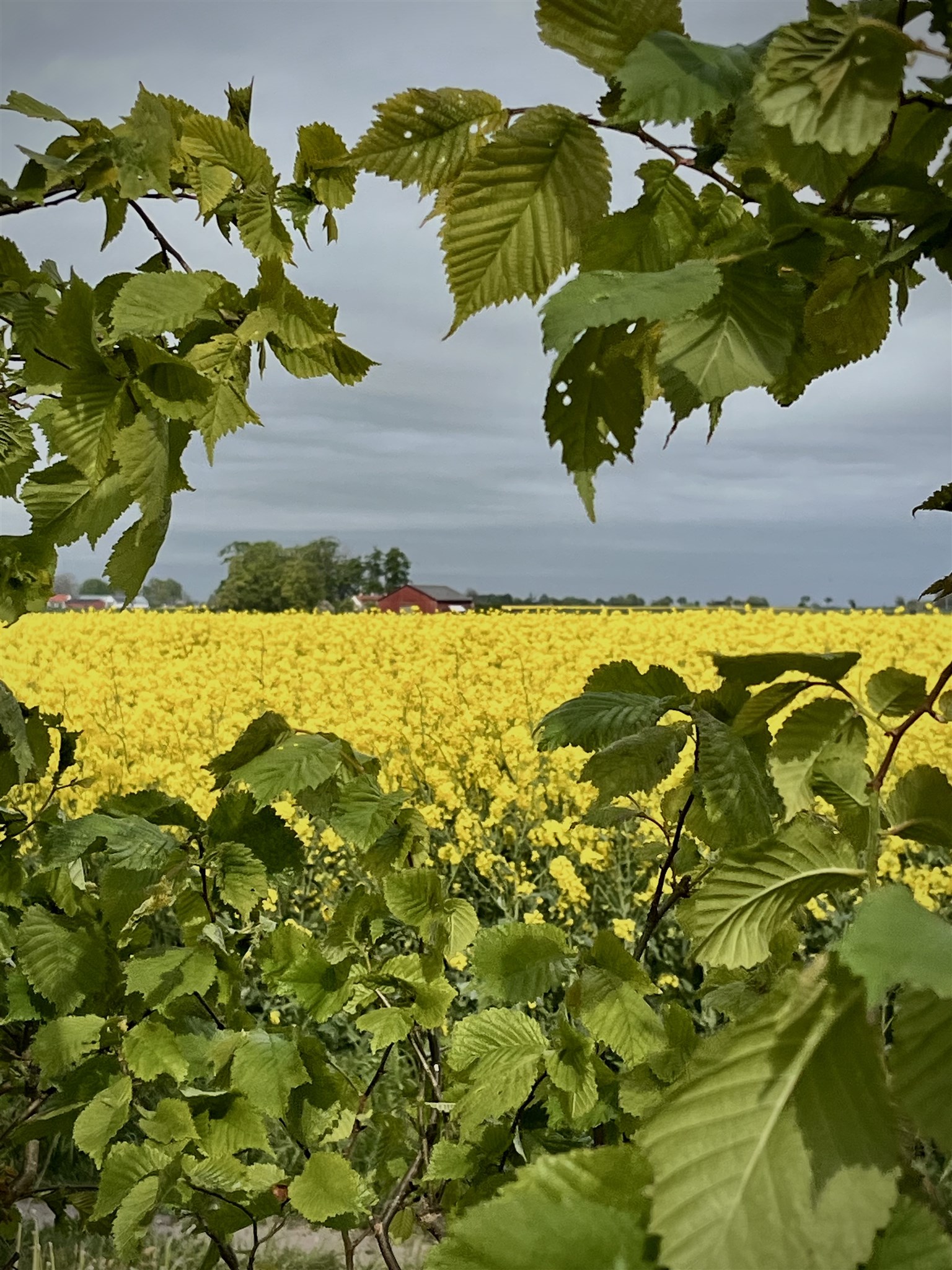 utsikt från bakgården.jpg