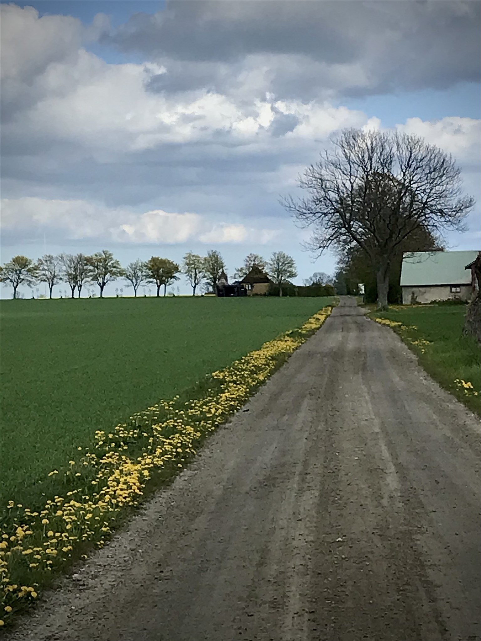 vägren för pollinatörer.jpg