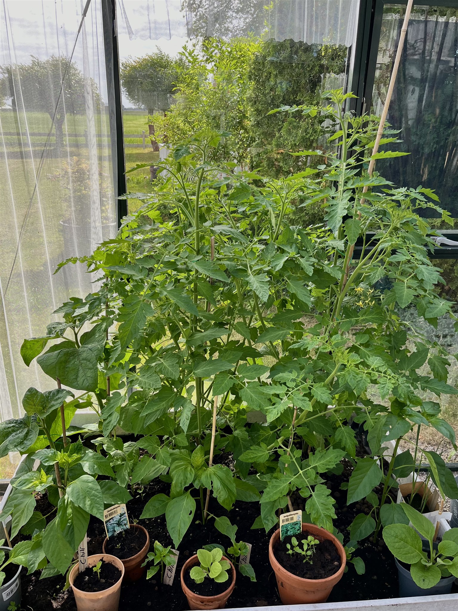 växthus 24 tomat physalis.jpg